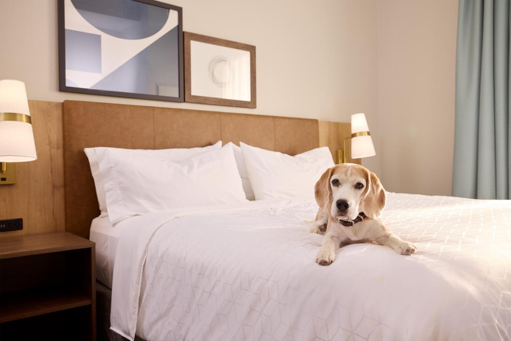 Staybridge Suites Tucson Airport By Ihg Zewnętrze zdjęcie